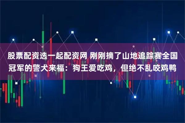 股票配资选一起配资网 刚刚摘了山地追踪赛全国冠军的警犬来福：狗王爱吃鸡，但绝不乱咬鸡鸭